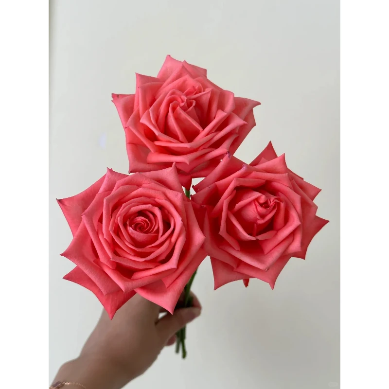 凑单福利 单头玫瑰--影星-1扎/10枝（60-70cm）