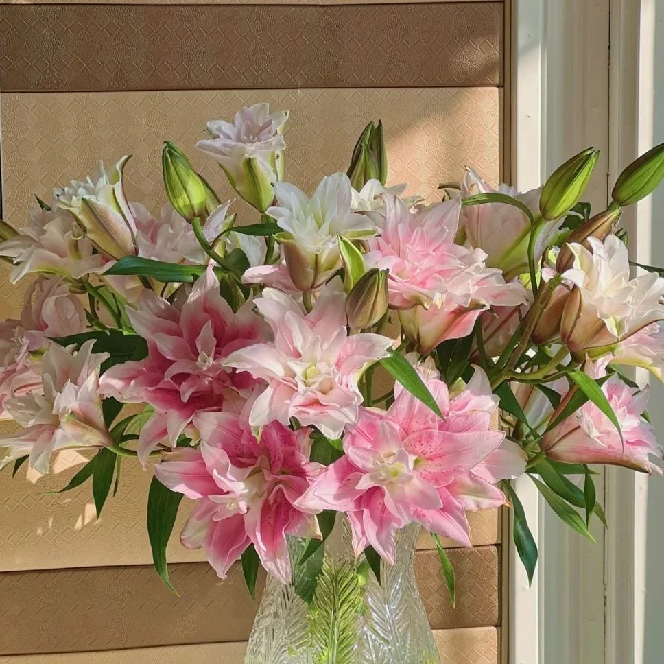 重瓣百合-伊莎贝拉-任意两单鲜花顺丰/京东或德邦