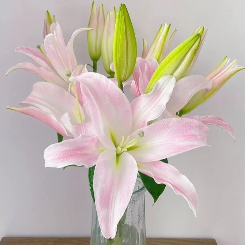 【星光香水百合】全场任意2单鲜花顺丰冷链