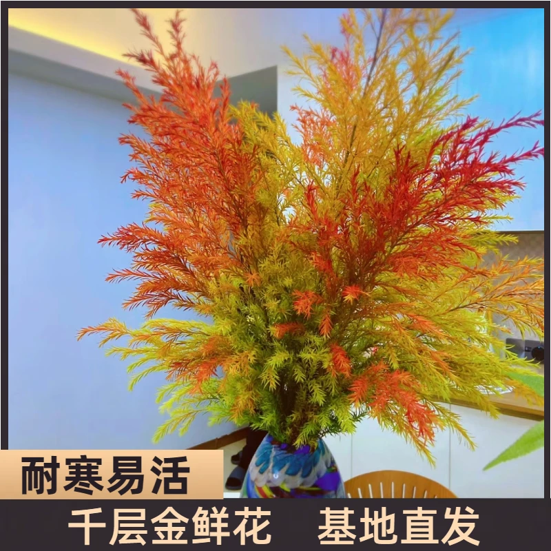 【顺丰包邮】千层金鲜花 水养鲜切花 基地直发春节装饰耐寒易活室内