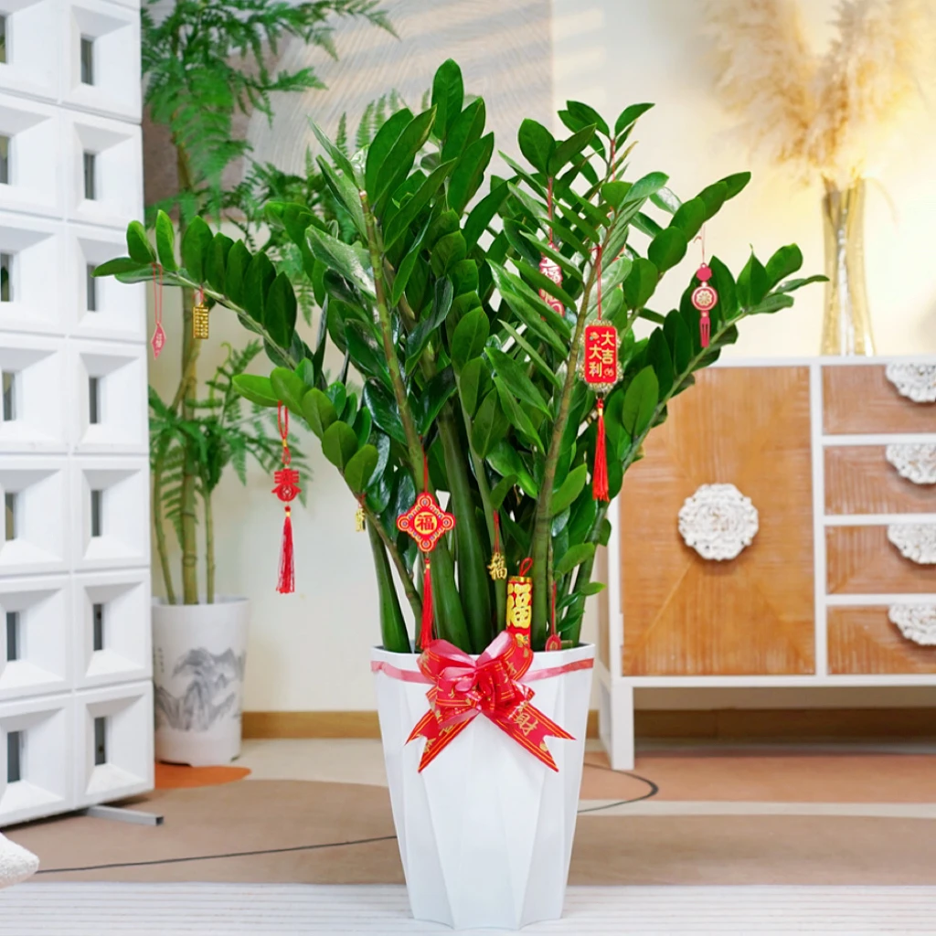 【试用】0.9-1米高带4个挂件金钱树盆栽绿植美观四季常青耐旱菱形盆