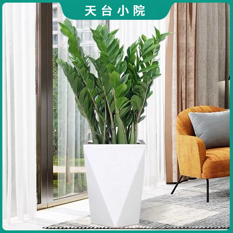 【亏米】金钱树盆栽绿植美观好养植物四季常青耐旱室内客厅菱形盆