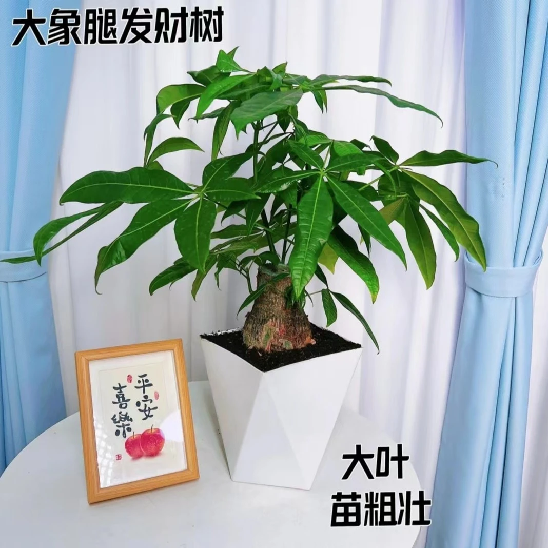 【一物一拍】大象腿发财树盆栽室内外客厅绿植四季常青办公室好养