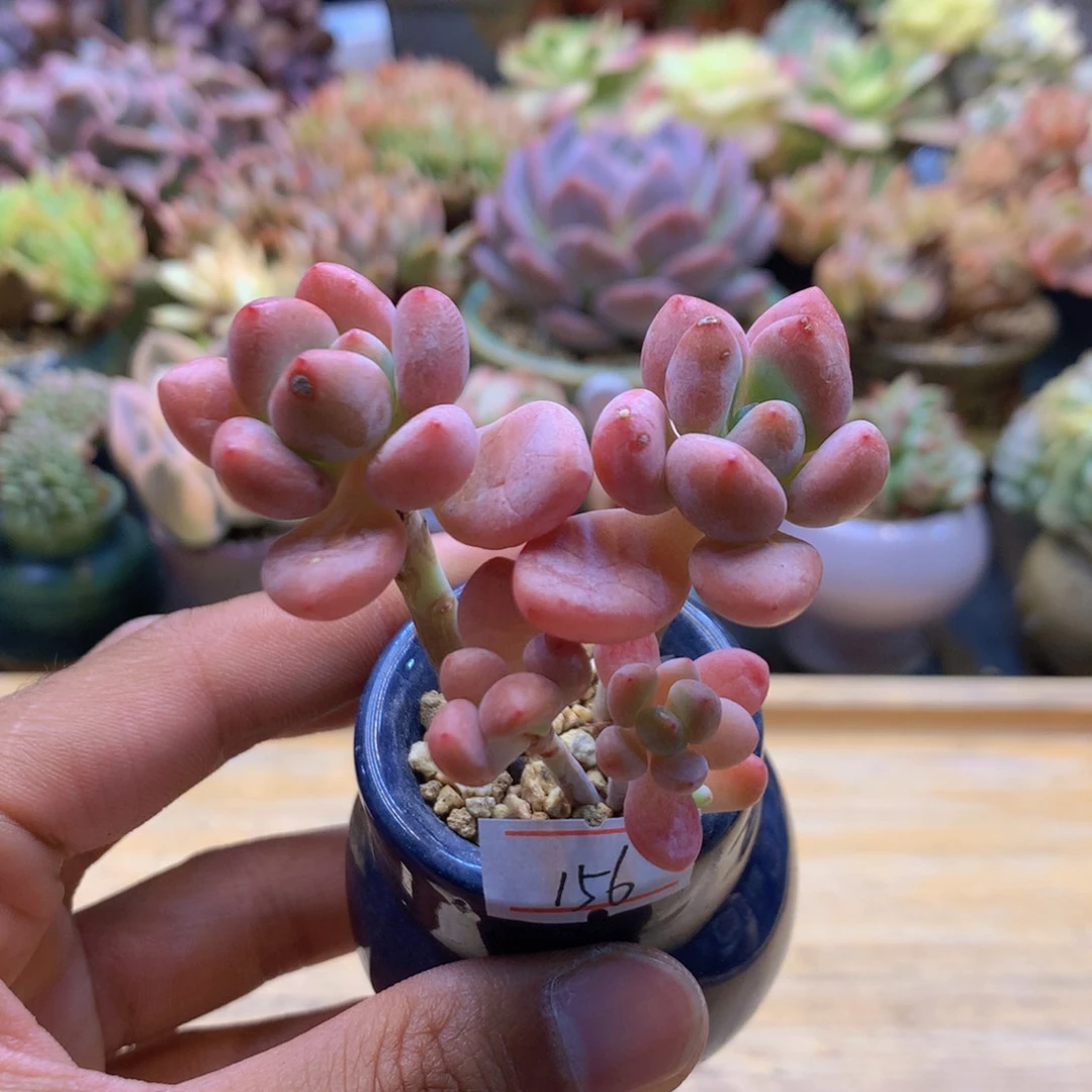 一物一拍满30包邮 156