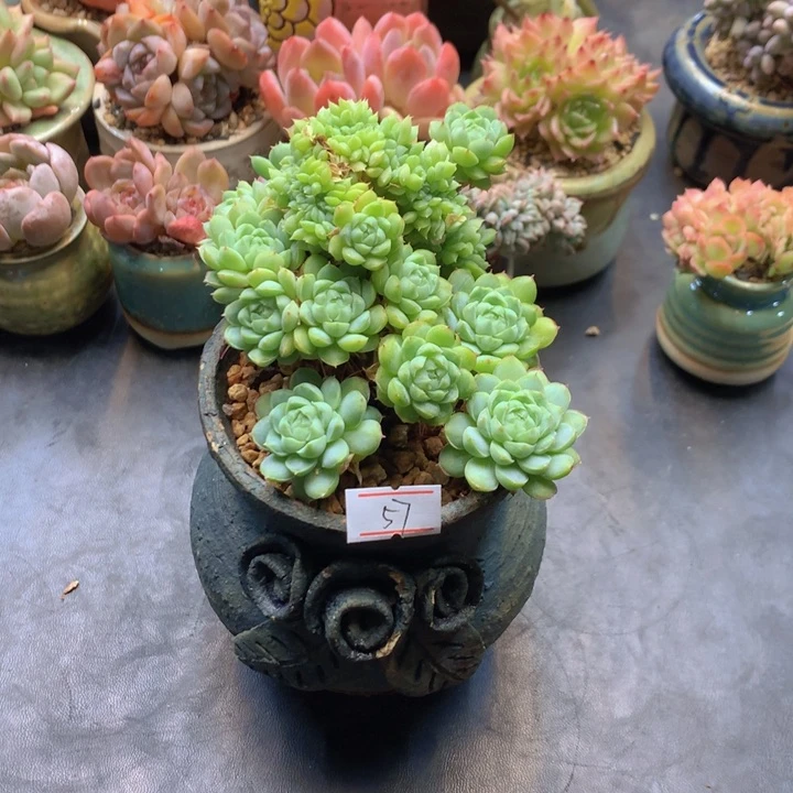 ?****大一物一拍满30包邮 57