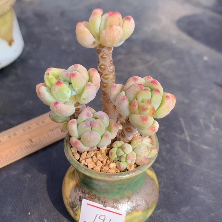 云**桃一物一拍含盆土满三十包邮191