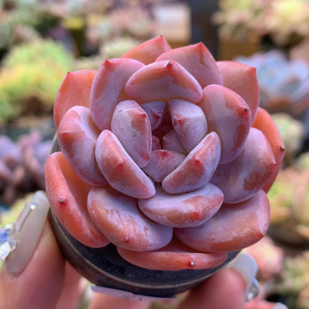 一物一拍满三十包邮喔91