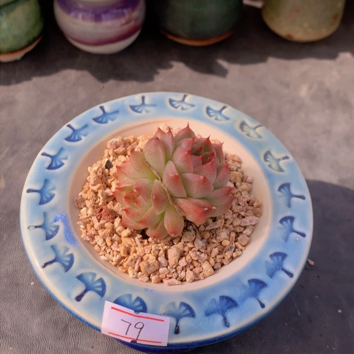 一物一拍满30包邮 79