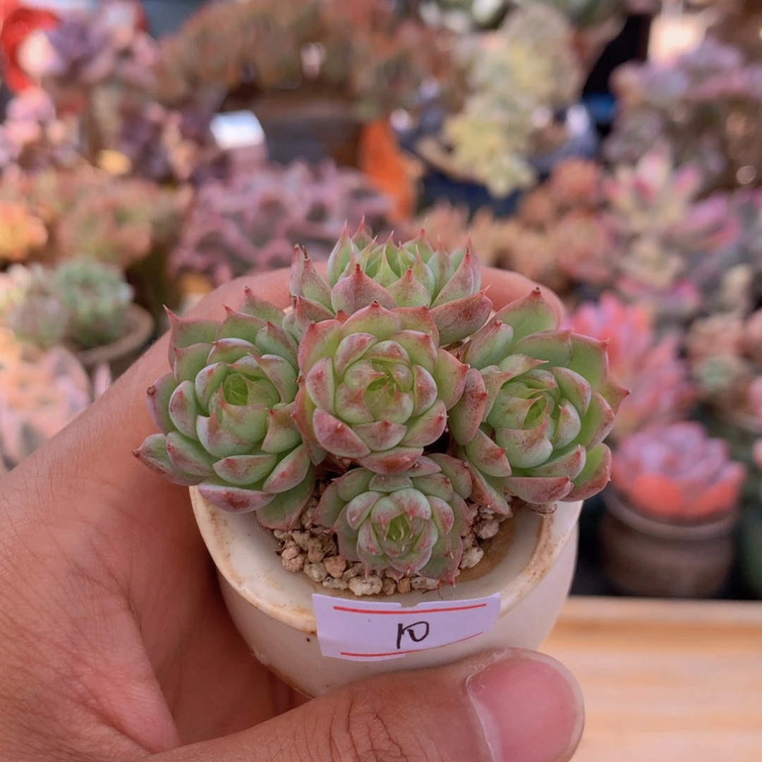一物一拍满30包邮 10