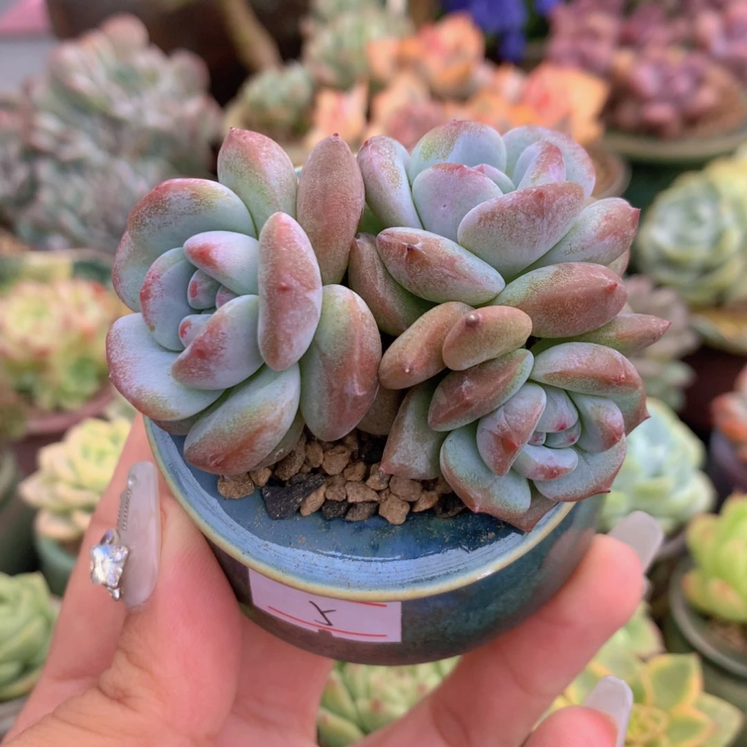 一物一拍满三十包邮喔5