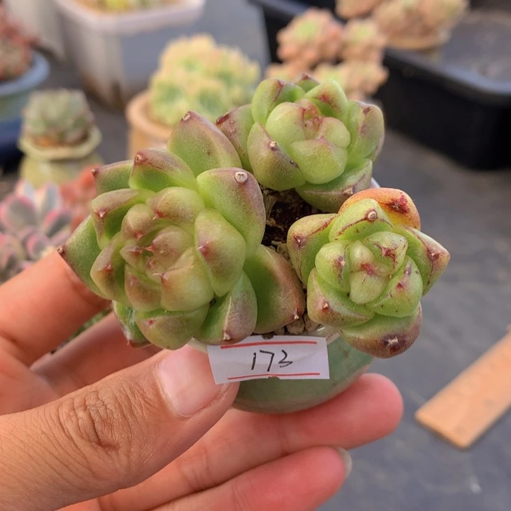 一物一拍满30包邮 173