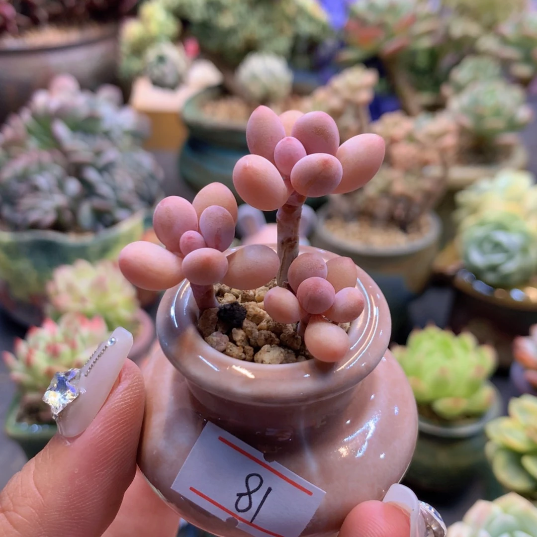 十*?一物一拍满三十包邮喔81