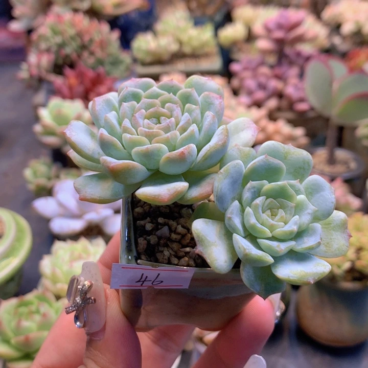 J**宝一物一拍含盆满三十包邮46