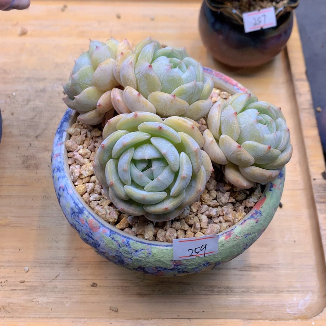 一物一拍满30包邮 259