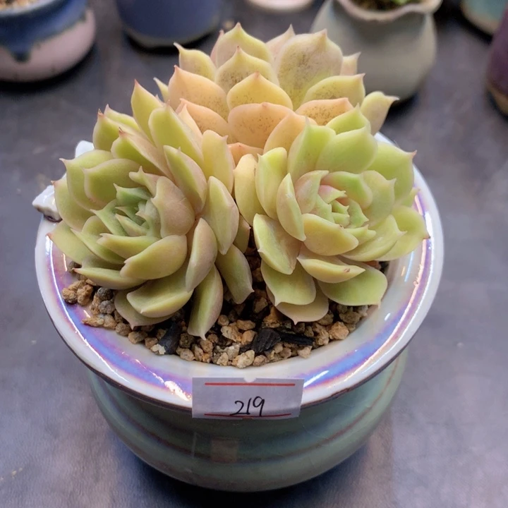 一物一拍含盆满三十包邮219