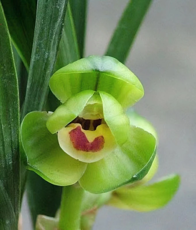 《精品》矮种浓香型玉玲珑兰花客厅浓香春兰室内花卉绿植盆栽带花苞