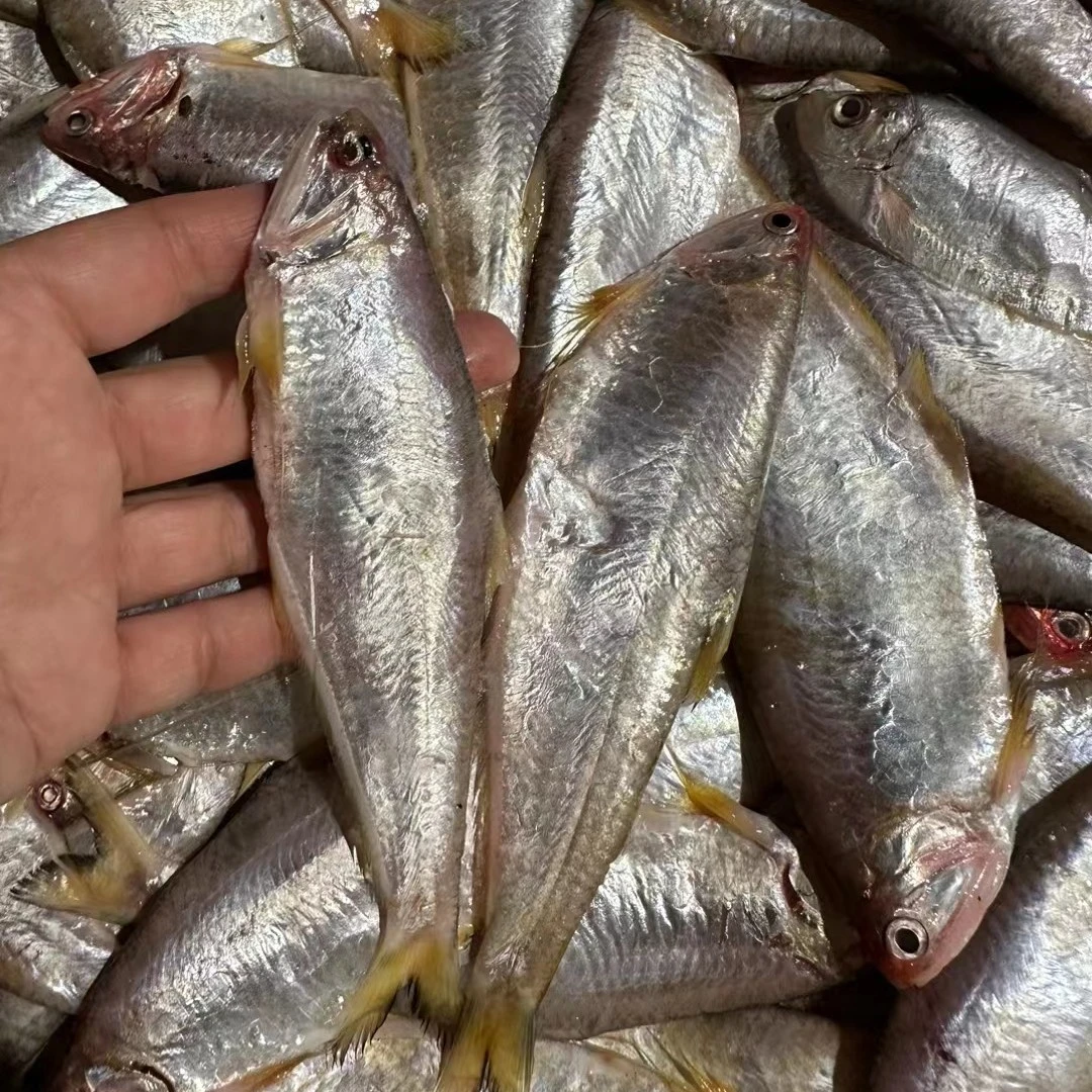连云港发出 黄鲫鱼马口鱼500g/包