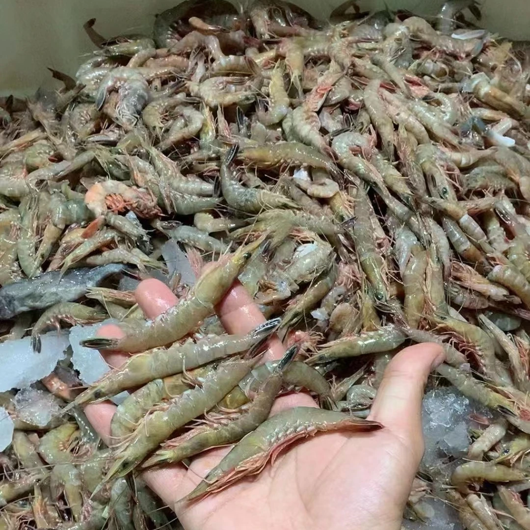 连云港海捕金钩虾500g/盒冻发，介意个别掉头勿拍