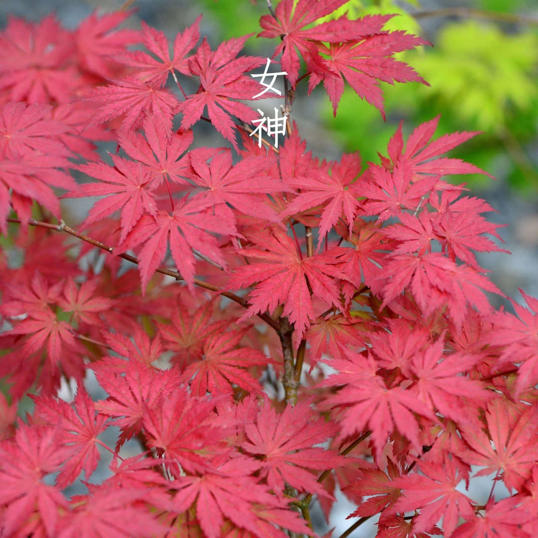 直播间枫树日本红枫进口枫树一物一拍