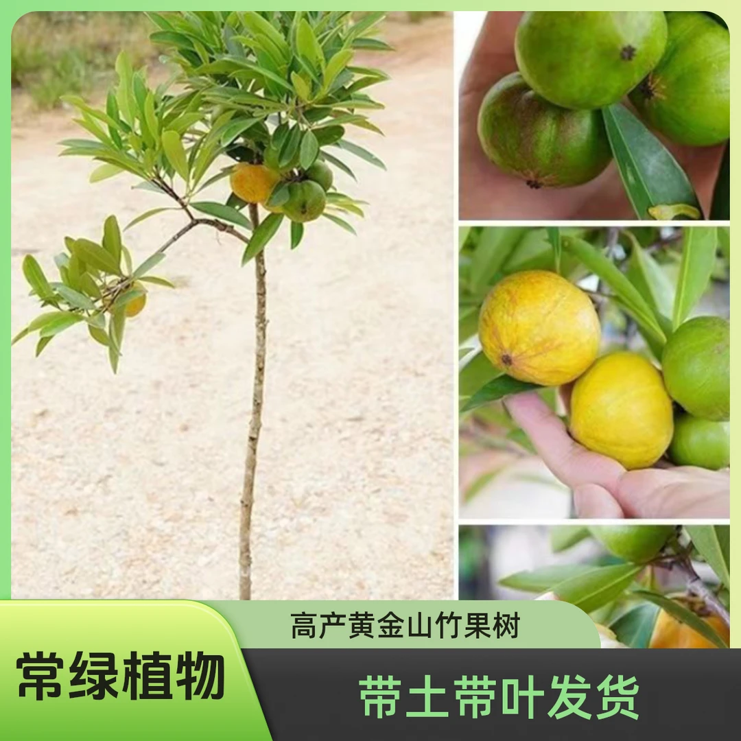 广西岭南山竹苗嫁接黄金山竹果树带果盆栽南北种植庭院地栽当年结
