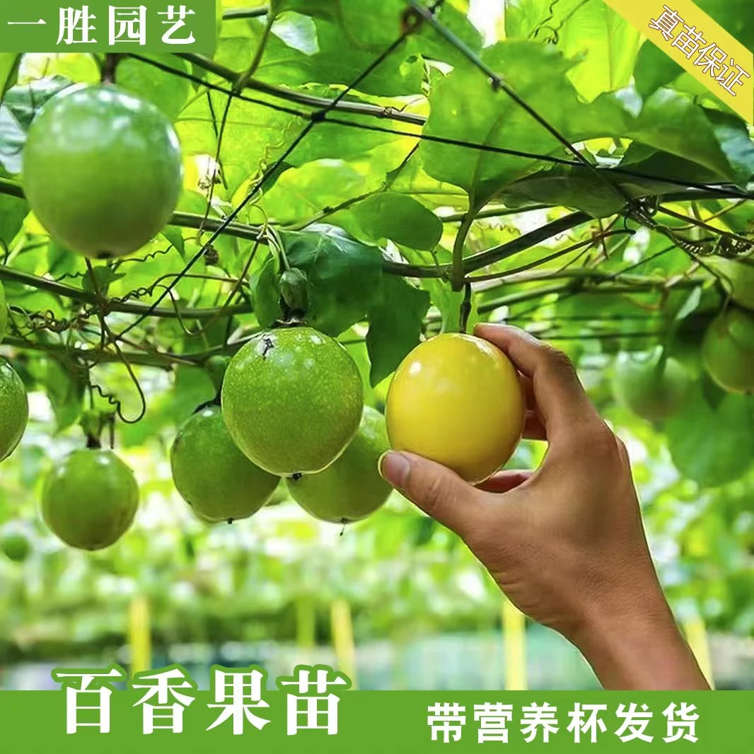 钦蜜九号发货苗紫香四季台农蜂蜜味黄金发货苗芭乐味当年结果