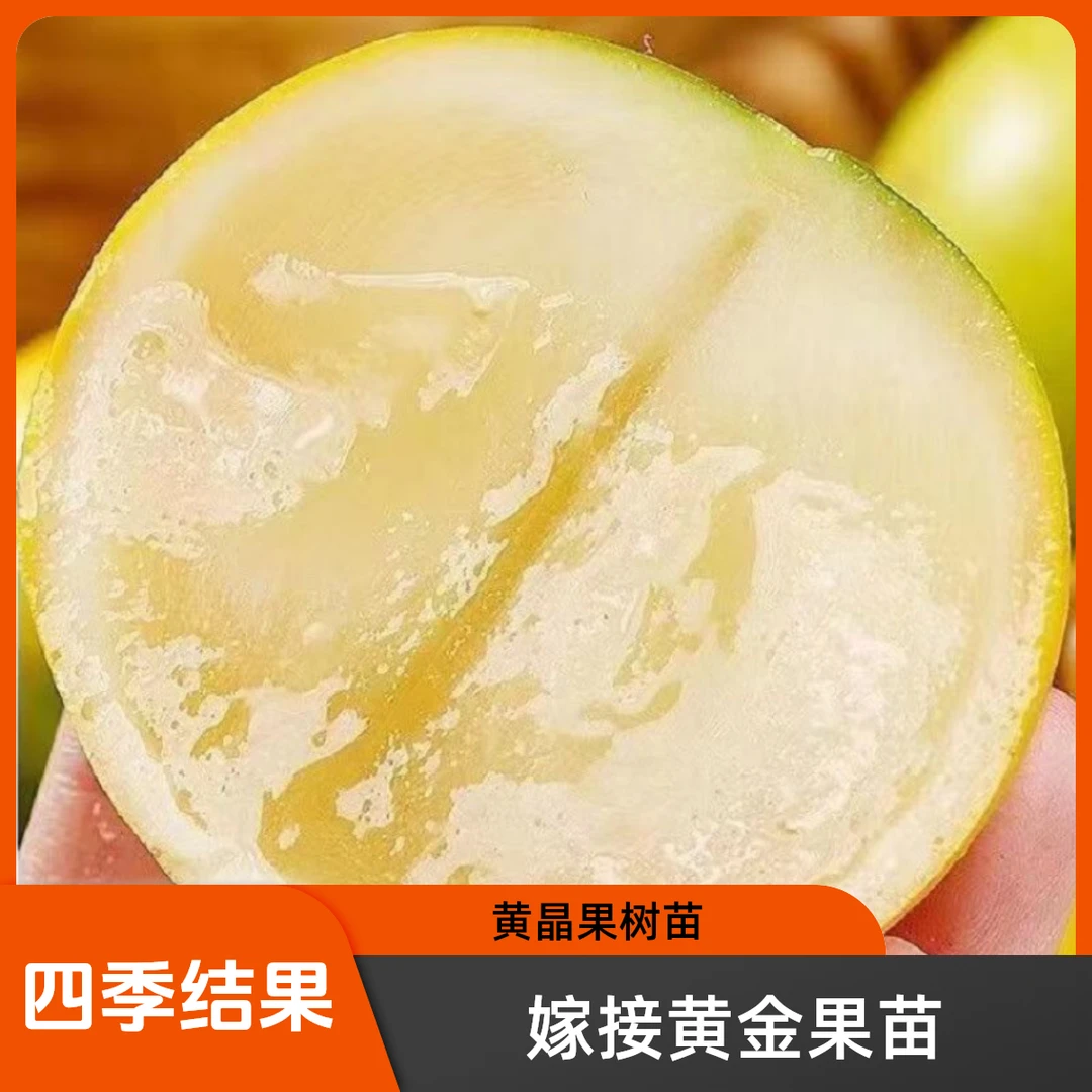 黄晶果树苗嫁接黄金果苗久蜜冬蜜四季当年结果南方种植早熟盆栽地