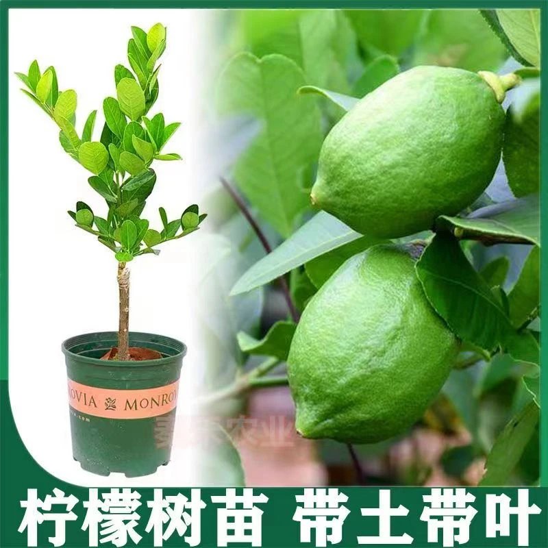 四季香水柠檬树苗广东香水种植苗无籽无核柠檬苗盆栽地栽当年结果