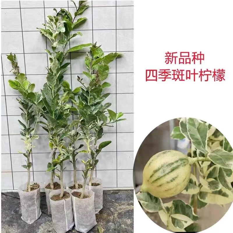 新品种斑叶柠檬花叶柠檬四季结果带土带叶发货盆栽地栽南北种植