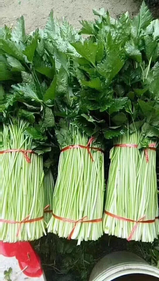 东北野菜新鲜大叶芹