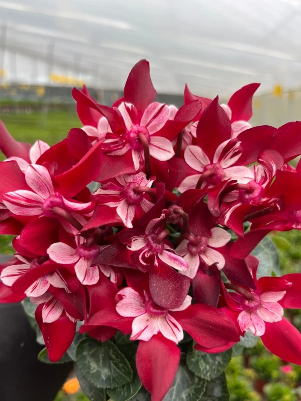 【蝶衣】仙客来室内观赏花卉