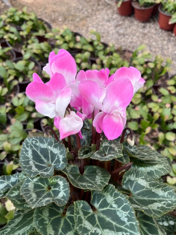 【荷花仙子 浅粉】仙客来室内观赏花卉