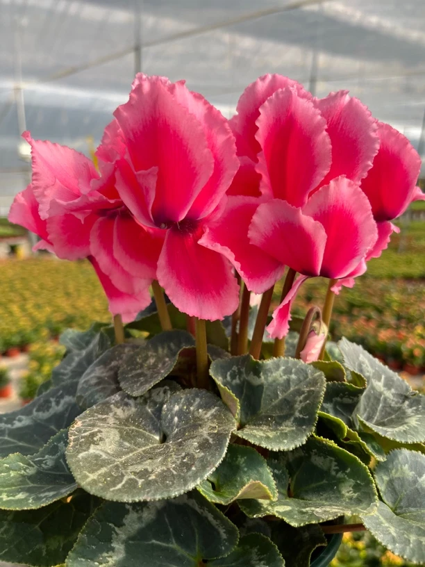【荔枝海棠红】仙客来室内观赏花卉