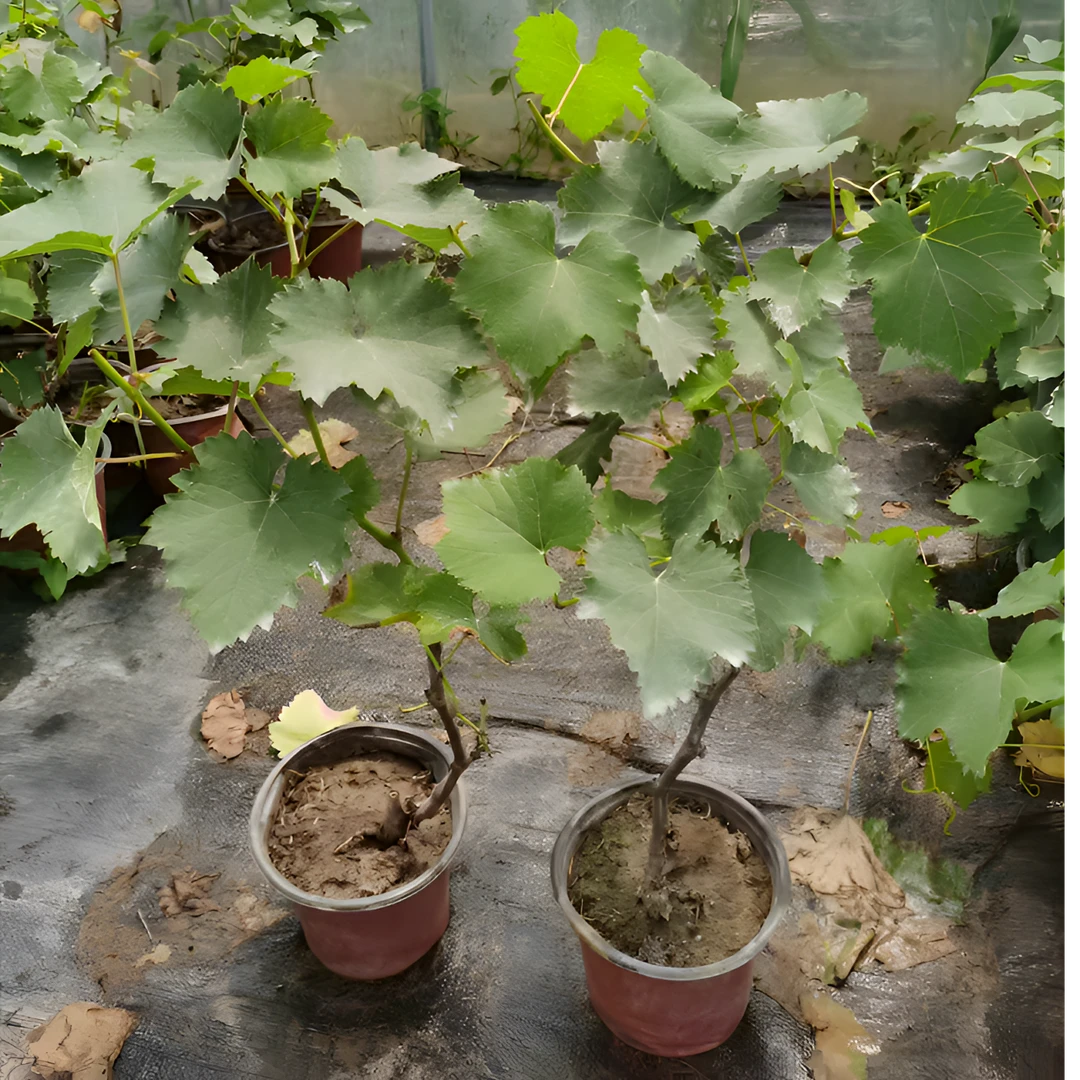 藤稔生长乒乓葡萄(原盆原土发货)可地栽盆栽好种植好修剪好结果