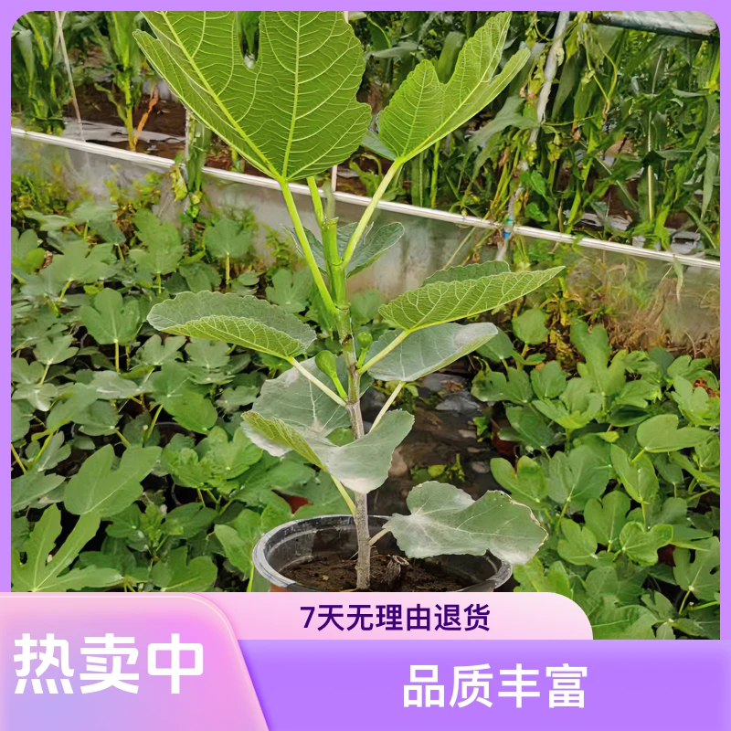 正宗青皮无花果当年结果{可地栽盆栽}带土原盆发货成活率无花果树