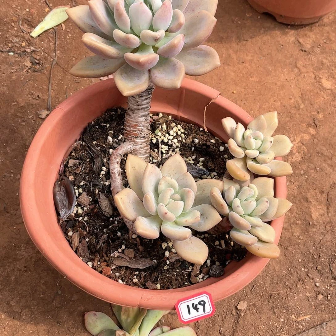 149奥普 一物一拍多肉