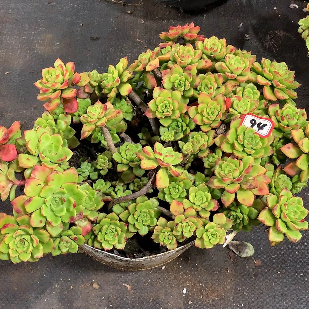 一物一拍多肉： 94蒂亚