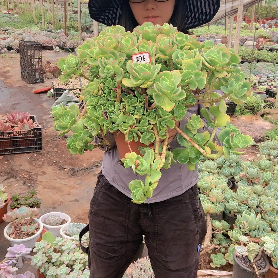 576火焰玫瑰 一物一拍多肉
