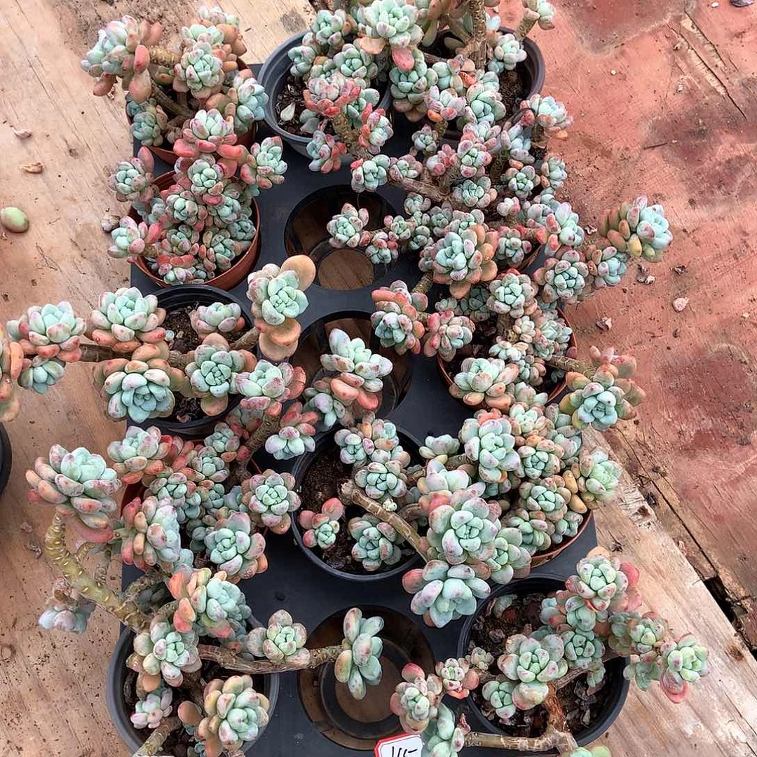 胖哥多肉165量拍劳尔5米一颗