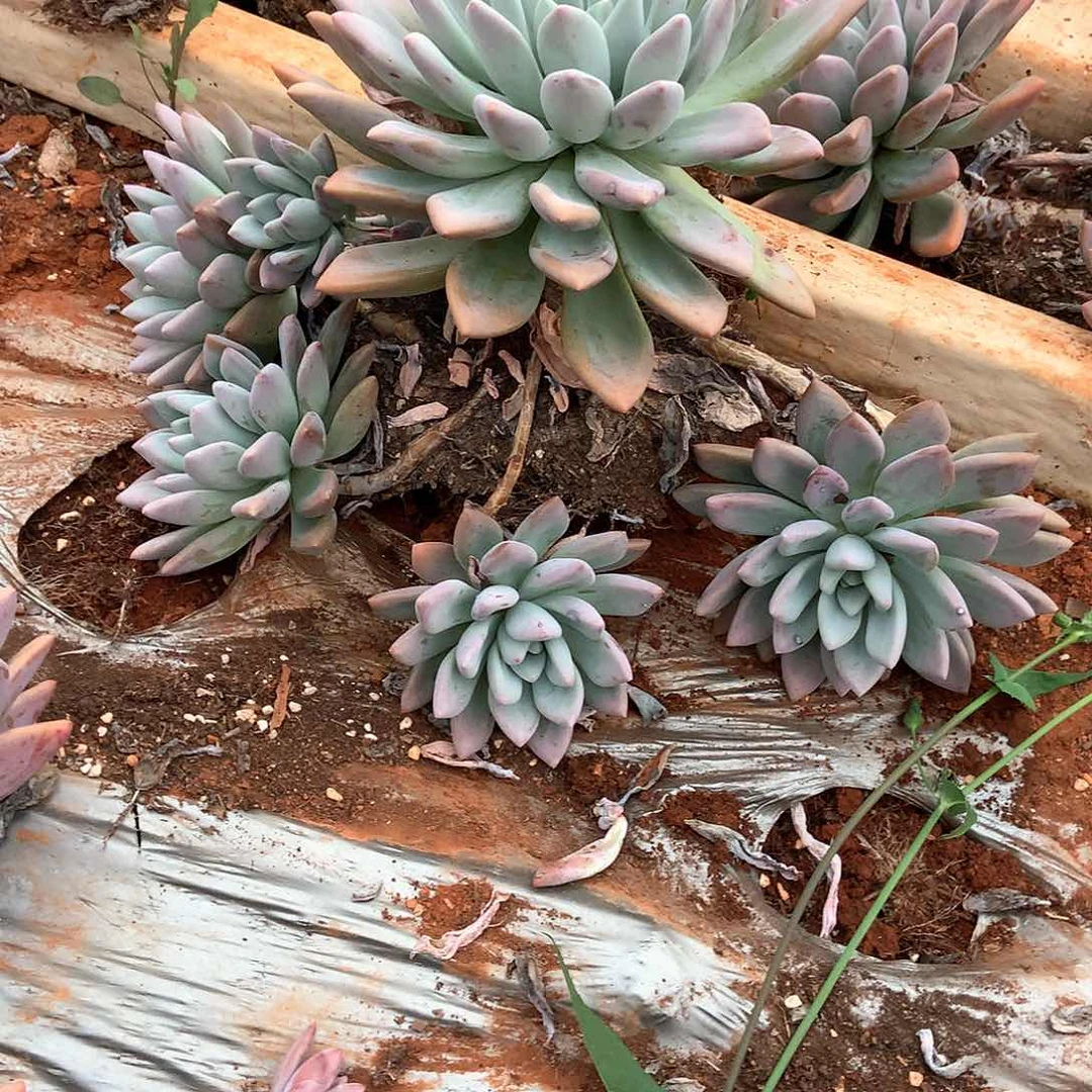 胖哥多肉一物一拍奥奥普414