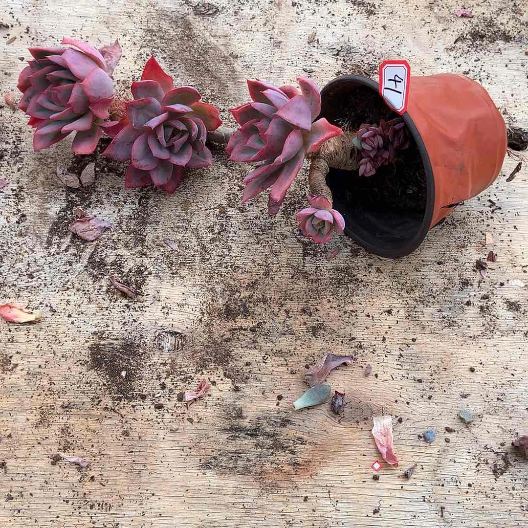 唐****啦胖哥多肉一物一拍41绮罗