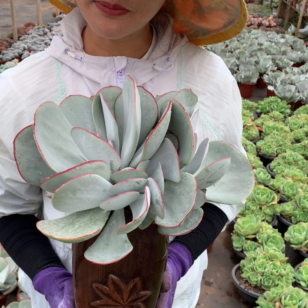 胖哥多肉推荐白眉45