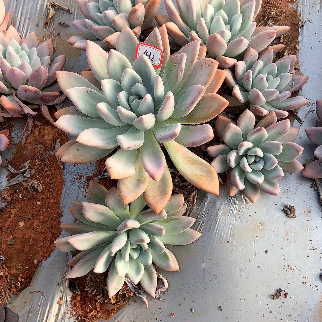 梦***胖哥多肉一物一拍地载奥普432