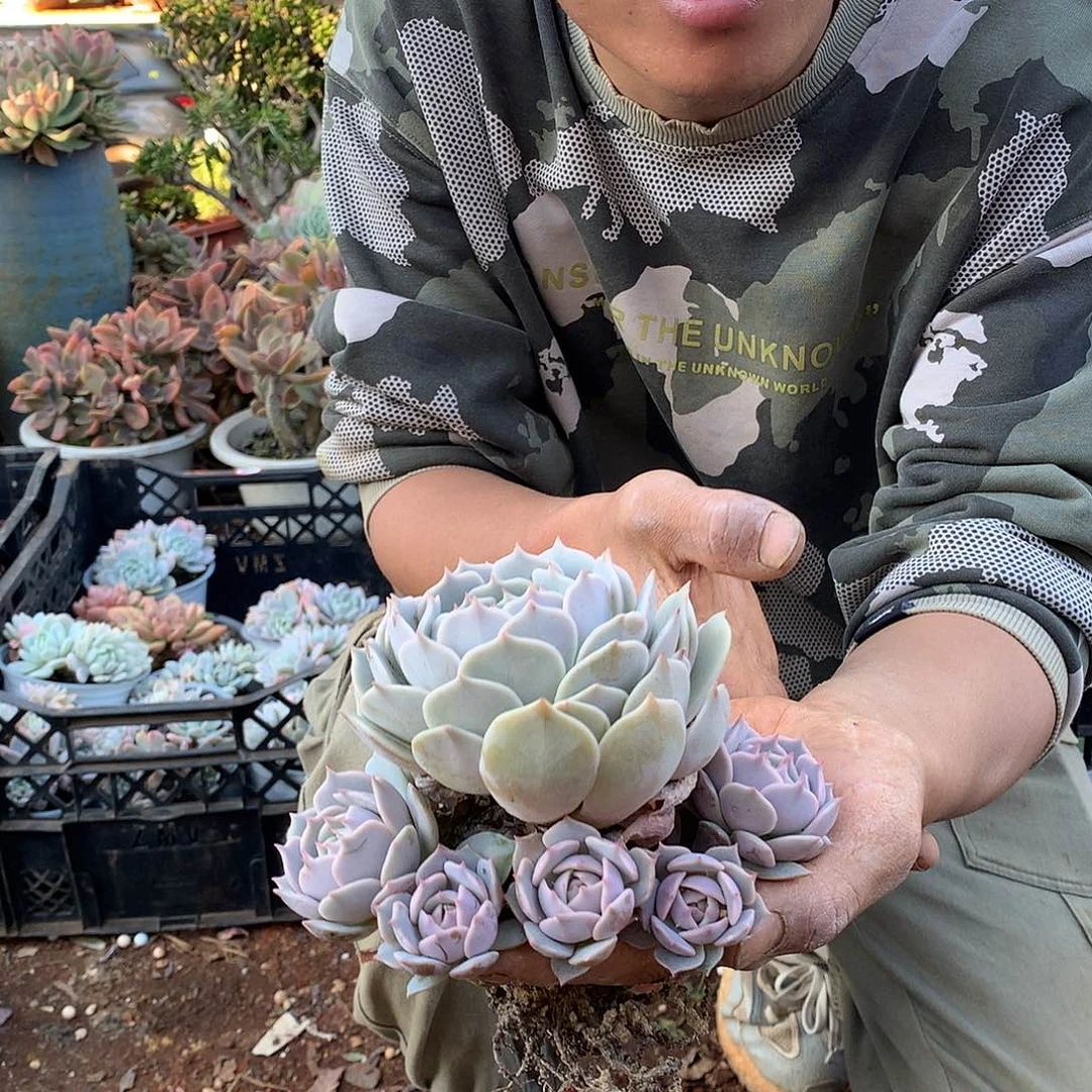 胖哥多肉推荐5头起露娜莲9.9