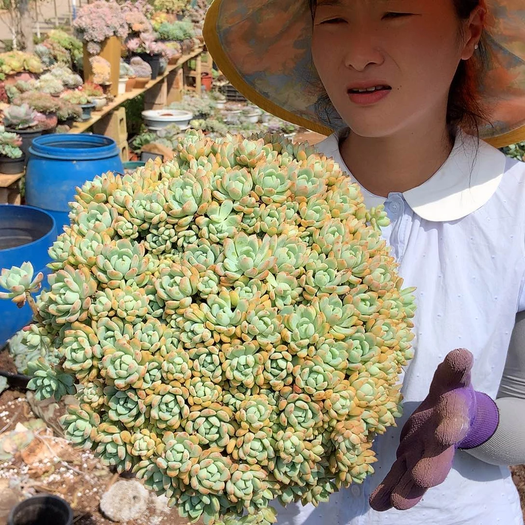 桃酥28 胖哥多肉推荐