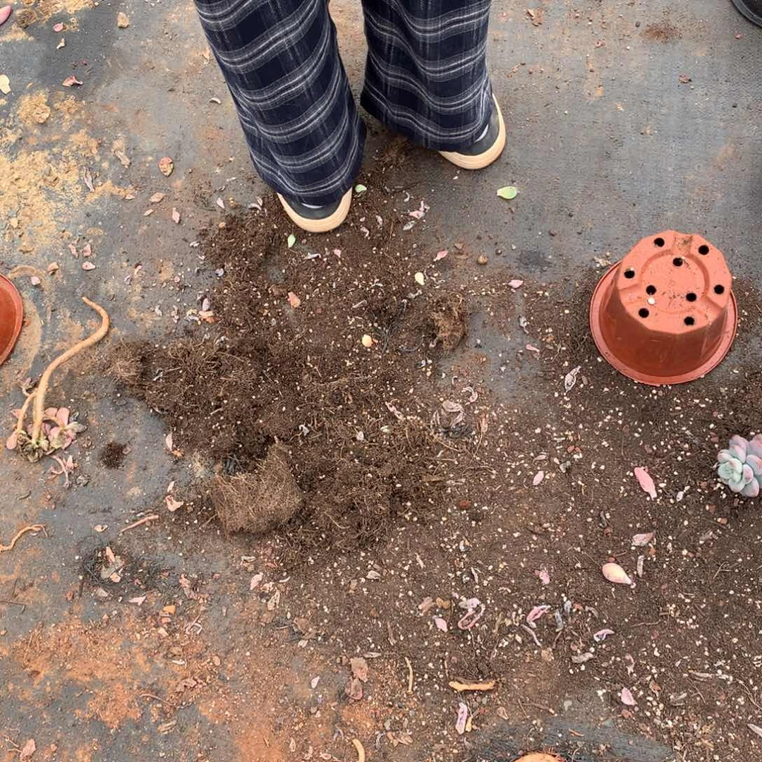 劉**•胖哥多肉推荐三文鱼10.8