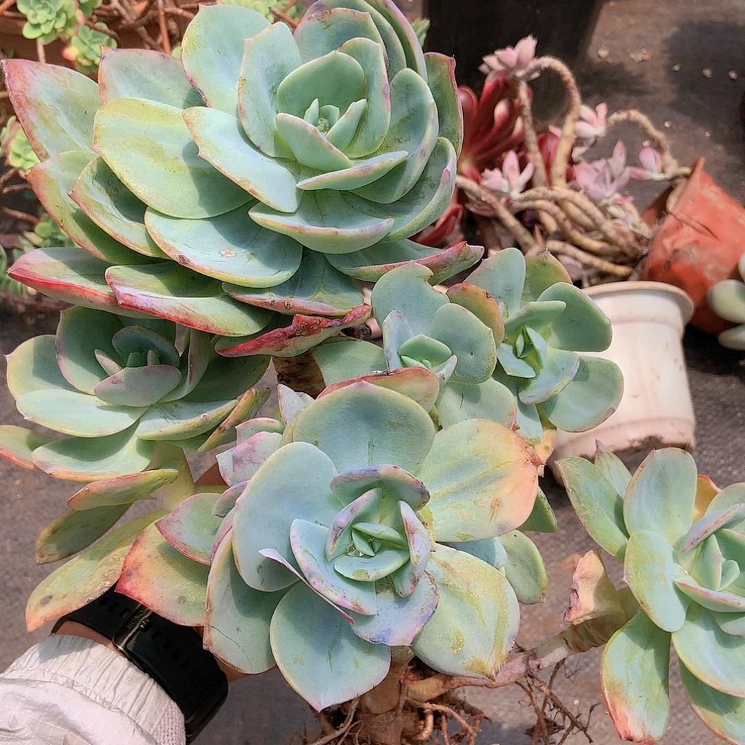 529白凤22.8 多肉一物一拍