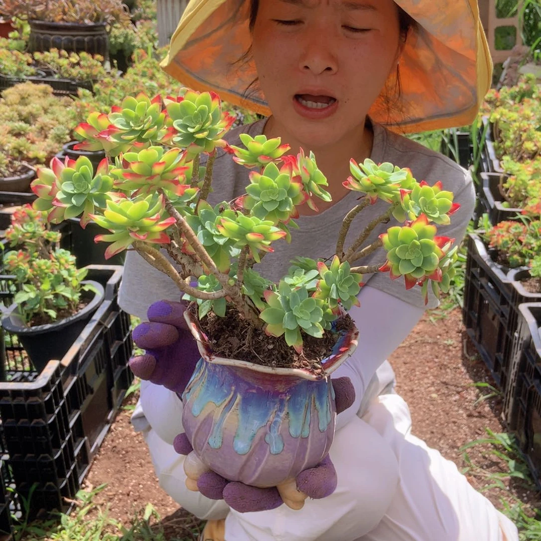 薄化妆咋9.9 胖哥多肉推荐