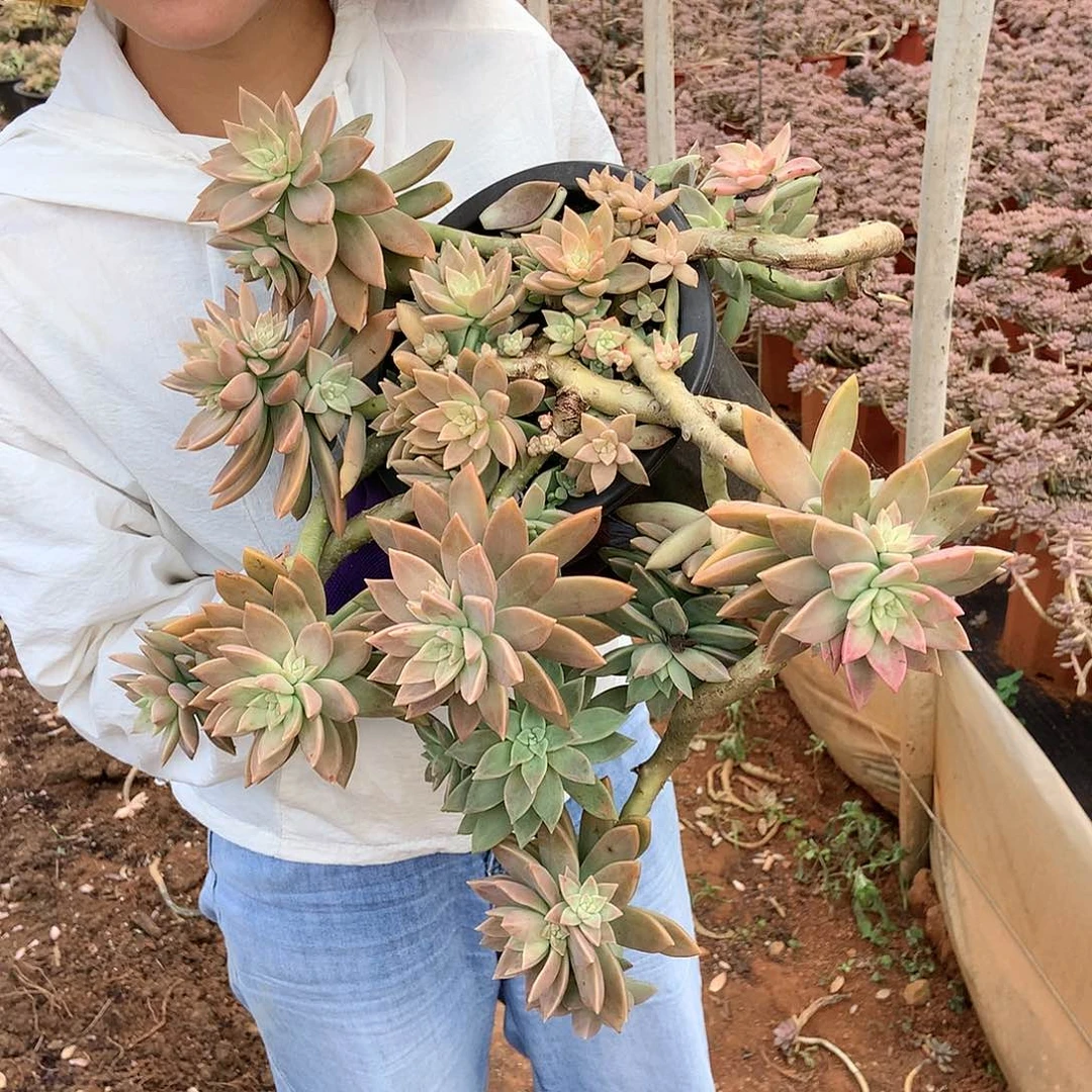 橙色恋人19.8 胖哥多肉推荐