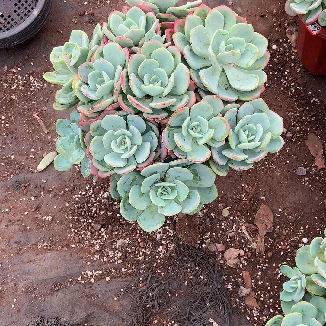 香*饽胖哥多肉一物一拍700白月光