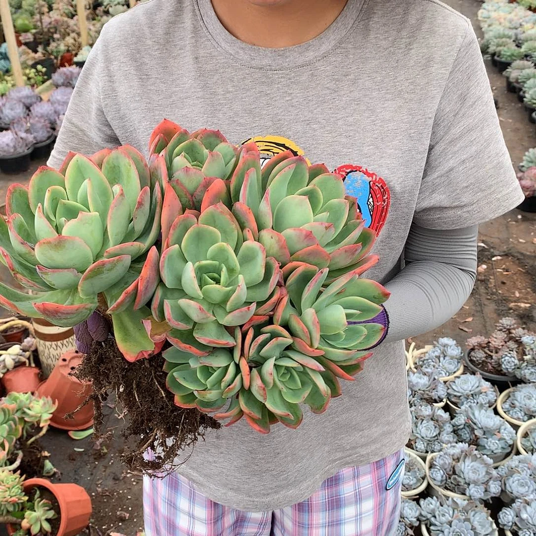 绮罗18.8 胖哥多肉推荐